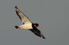 David Plant Photography - Wildlife Photography - Oystercatcher - X